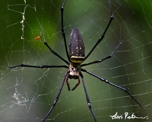 Nephila spider